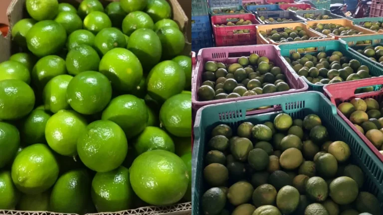 LIMON PRUEBA